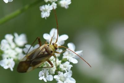 <i>Adelphocoris</i>