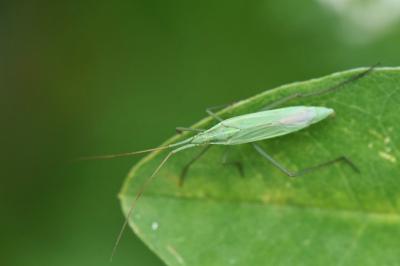 <i>Megaloceroea recticornis</i>