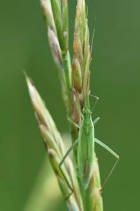 <i>Megaloceroea recticornis</i>