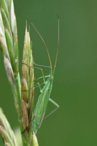 <i>Megaloceroea recticornis</i>