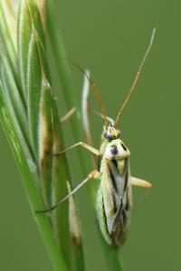 <i>Stenotus binotatus</i>