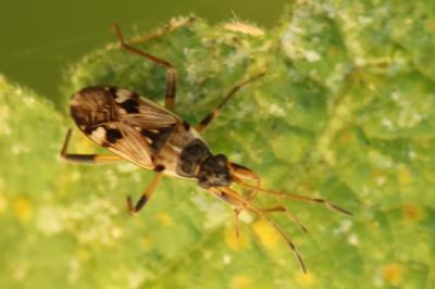 <i>Beosus maritimus</i>