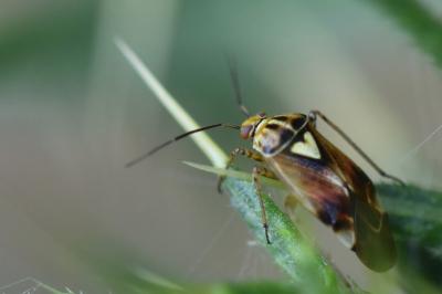 <i>Lygus pratensis</i>