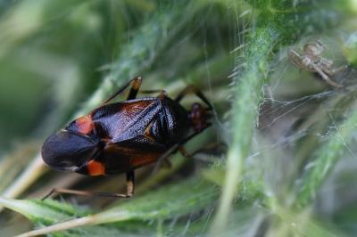 <i>Deraeocoris ruber</i>
