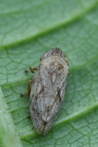 <i>Philaenus spumarius</i>