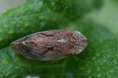 <i>Philaenus spumarius</i>