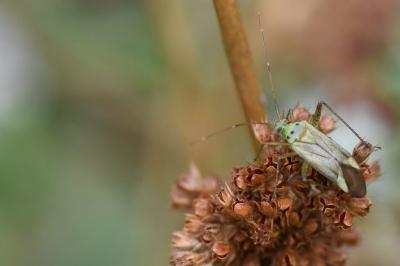 <i>Adelphocoris quadripunctatus</i>