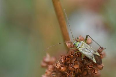 Adelphocoris quadripunctatus