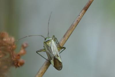 <i>Adelphocoris quadripunctatus</i>