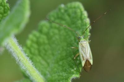 <i>Adelphocoris quadripunctatus</i>