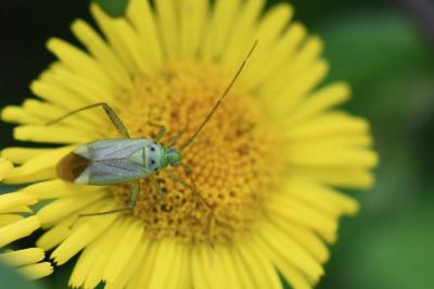 <i>Adelphocoris quadripunctatus</i>