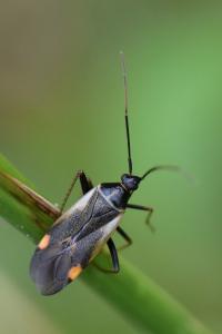 <i>Adelphocoris seticornis</i>