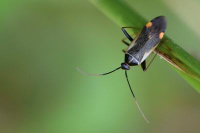 <i>Adelphocoris seticornis</i>