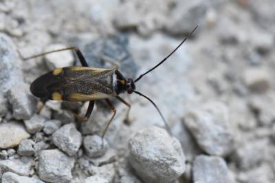 <i>Adelphocoris seticornis</i>