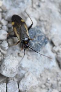 <i>Adelphocoris seticornis</i>