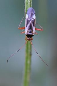 <i>Adelphocoris reichelii</i>