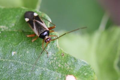 <i>Adelphocoris reichelii</i>