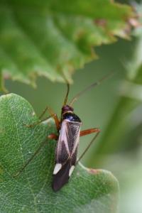 <i>Adelphocoris reichelii</i>