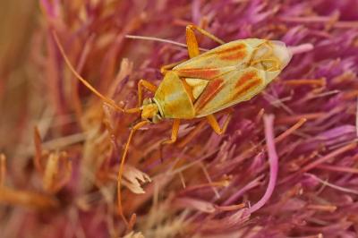 <i>Calocoris roseomaculatus</i>