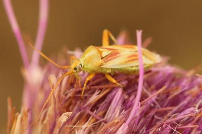 <i>Calocoris roseomaculatus</i>