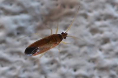 <i>Phylus coryli</i>