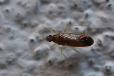 <i>Phylus coryli</i>