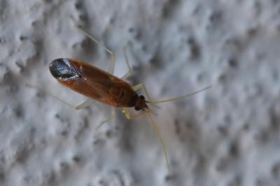 <i>Phylus coryli</i>