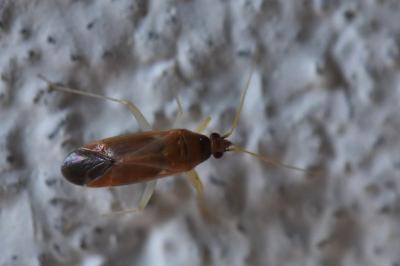<i>Phylus coryli</i>