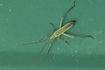 <i>Megaloceroea recticornis</i>