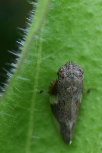 <i>Aphrophora alni</i>