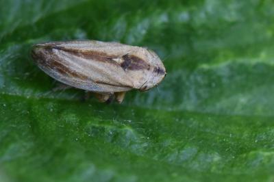 <i>Philaenus spumarius</i>
