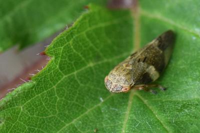 <i>Aphrophora alni</i>