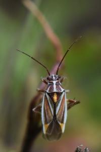 <i>Horistus orientalis</i>