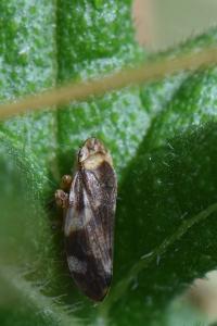 <i>Philaenus spumarius</i>