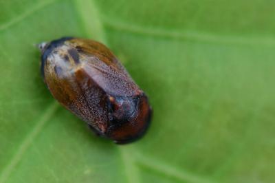 <i>Penthimia nigra</i>