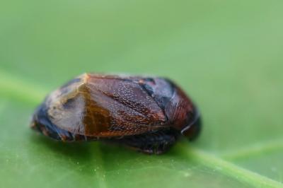<i>Penthimia nigra</i>