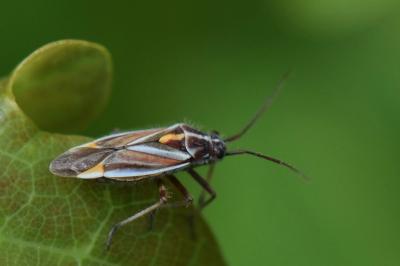 <i>Horistus orientalis</i>