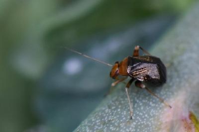 <i>Halticus luteicollis</i>