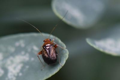 <i>Halticus luteicollis</i>