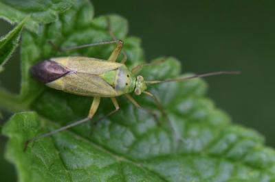 <i>Closterotomus norwegicus</i>