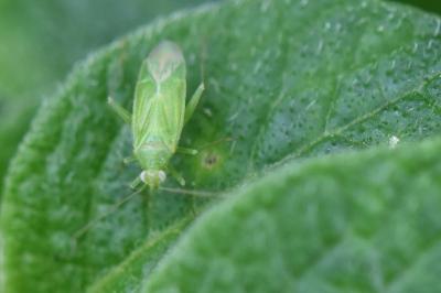 <i>Orthotylus</i>