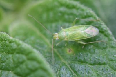 <i>Orthotylus</i>