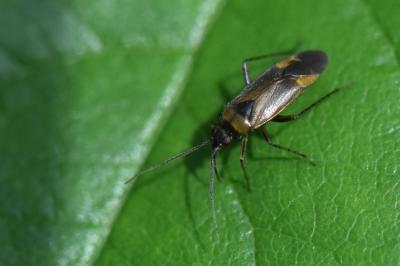 <i>Plagiognathus arbustorum</i>