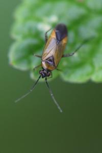 <i>Plagiognathus arbustorum</i>
