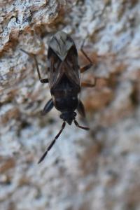 <i>Scolopostethus</i>