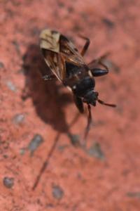<i>Scolopostethus</i>