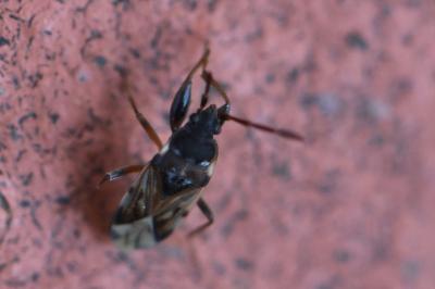 <i>Scolopostethus</i>