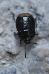 <i>Legnotus limbosus</i>