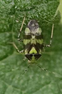 <i>Liocoris tripustulatus</i>