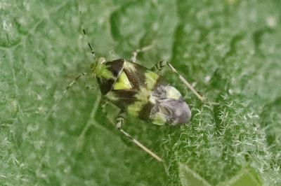 <i>Liocoris tripustulatus</i>
